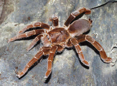 King Baboon Spider, Citharischius crawshayi (Pelinobius muticus), King baboon Tarantula