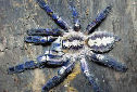 Animal-World info on Metalic Blue Ornamental Tree Spider