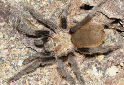 Animal-World info on Oklahoma Brown Tarantula