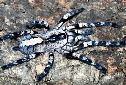 Animal-World info on Ornamental Tree Spider