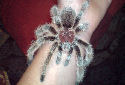 Click for more info on Rose-haired Tarantula