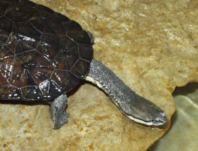 Picture of an Argentine Snake-necked Turtle, Hydromedusa tectifera