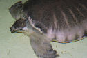 Animal-World info on Pig-nosed Turtle