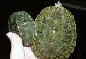 Animal-World info on Cagle's Map Turtle