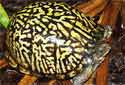 Click for more info on Eastern Box Turtle