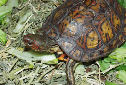 Animal-World info on Ornate Wood Turtle