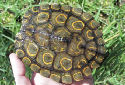 Click for more info on Ringed Map Turtle