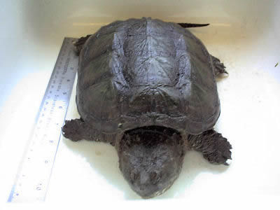 Picture of a Snapping Turtle, Chelydra serpentina