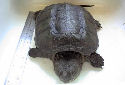 Click for more info on Snapping Turtle