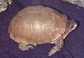 Animal-World info on Three-toed Box Turtle