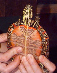 Picture of a Western Painted Turtle, Chrysemys picta bellii
