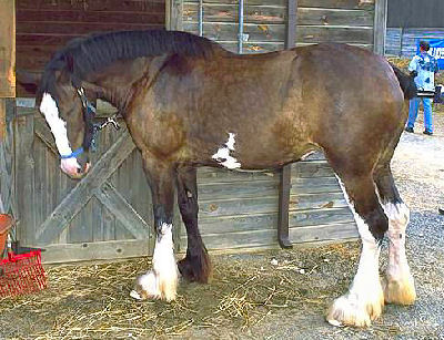 Clydesdale Picture