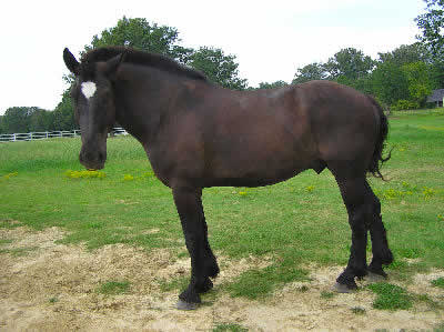 Picture of a Percheron Draft Horse