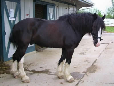 Draft Horses, Information about the cold blooded workhorse breeds