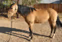 Animal-World info on Mustang