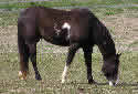 Click for more info on Paint Horse