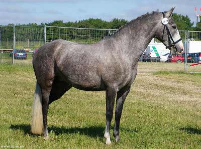 Horse Care for all types of horse breeds