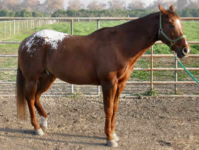 Appaloosa, Picture of an Appaloosa Horse