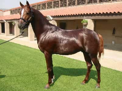 Arabian, Picture of an Arabian Horse