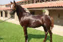 Animal-World info on Arabian Horse