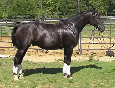 Dutch Warmblood, Picture of a Dutch Warmblood Horse