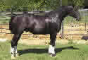 Click for more info on Dutch Warmblood