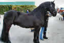 Click for more info on Friesian