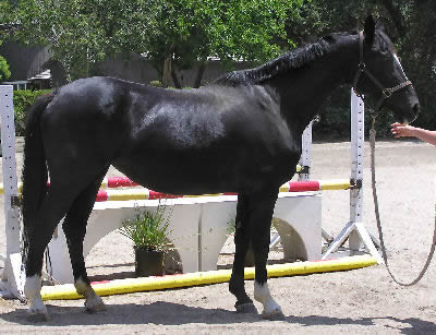 Holsteiner, Picture of a Holstein Horse