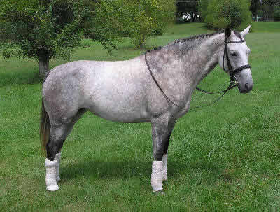 Iberian Warmblood, Picture of an Iberian Sport Horse