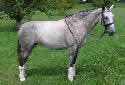Click for more info on Iberian Warmblood