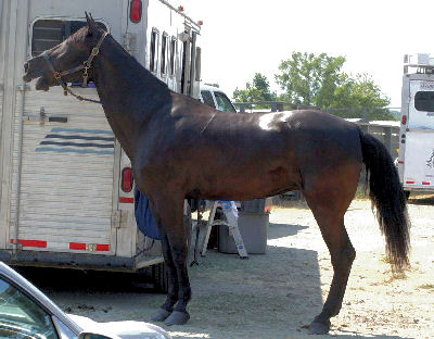 Tennessee Walking Horse, Picture of a Tennessee Walker