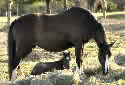 Click for more info on Welsh Pony