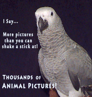 Pictures of Animals - Pictures of Pets, Exotic Animals, and Wild Animals