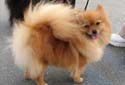 Toy Dogs - Small Dog Breeds Information-Dog Care Tips-Miniature Dogs Fact Sheet