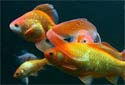 Animal-World info on Fish Disease and Treatment
