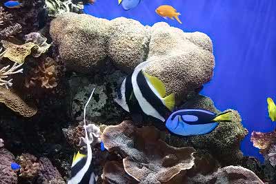 Aquarium at Monterey Bay Aquarium