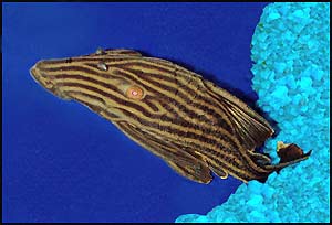 Catfish Varieties: Royal Plecostomus, Panaque nigrolineatus