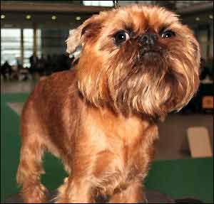See Brussels Griffon