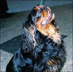 Cavalier King Charles Spaniel, Toy Dog Breed