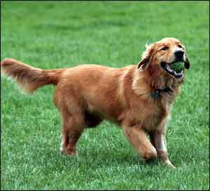 Golden Retriever, a Sporting Dog Breed