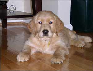Golden Retrievers and other best dog breeds