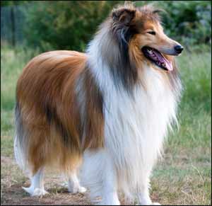 Rough Collie, a Herding Dog Breed