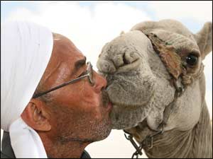 Man kissing a camel near a Sphinx in Cairo