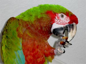 More about Hemingway and Calico Macaws