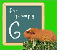 Guinea Pig Varieties