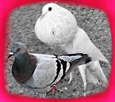Dove and Pigeon Types