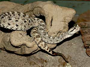 See all types of Rattlesnakes