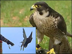 Fastest Animals, Peregrine Falcon Smoothly Outstrips Free-falling Skydivers