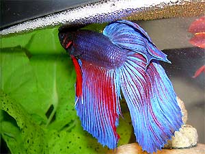 Learn more about Bettas, Siamese Fighting Fish