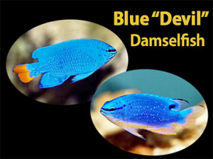 See all types of Damselfish